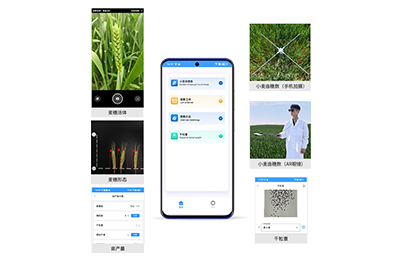 浙江小麦亩穗数分析仪IN-XM02